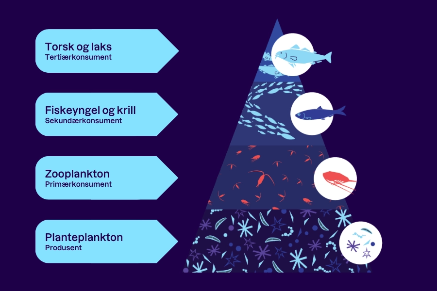 Calanusolje Proppfull Av Omega 3 Fettsyrer Zooca