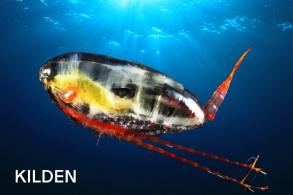 Illustrasjon: bilde av raudåte mot havoverflaten